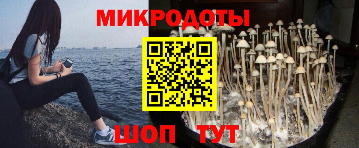 Гурьевск  Галлюциногенные грибы GOLDEN TEACHER  Вход с VPN  Псилоцибиновые грибы Psilocybe 